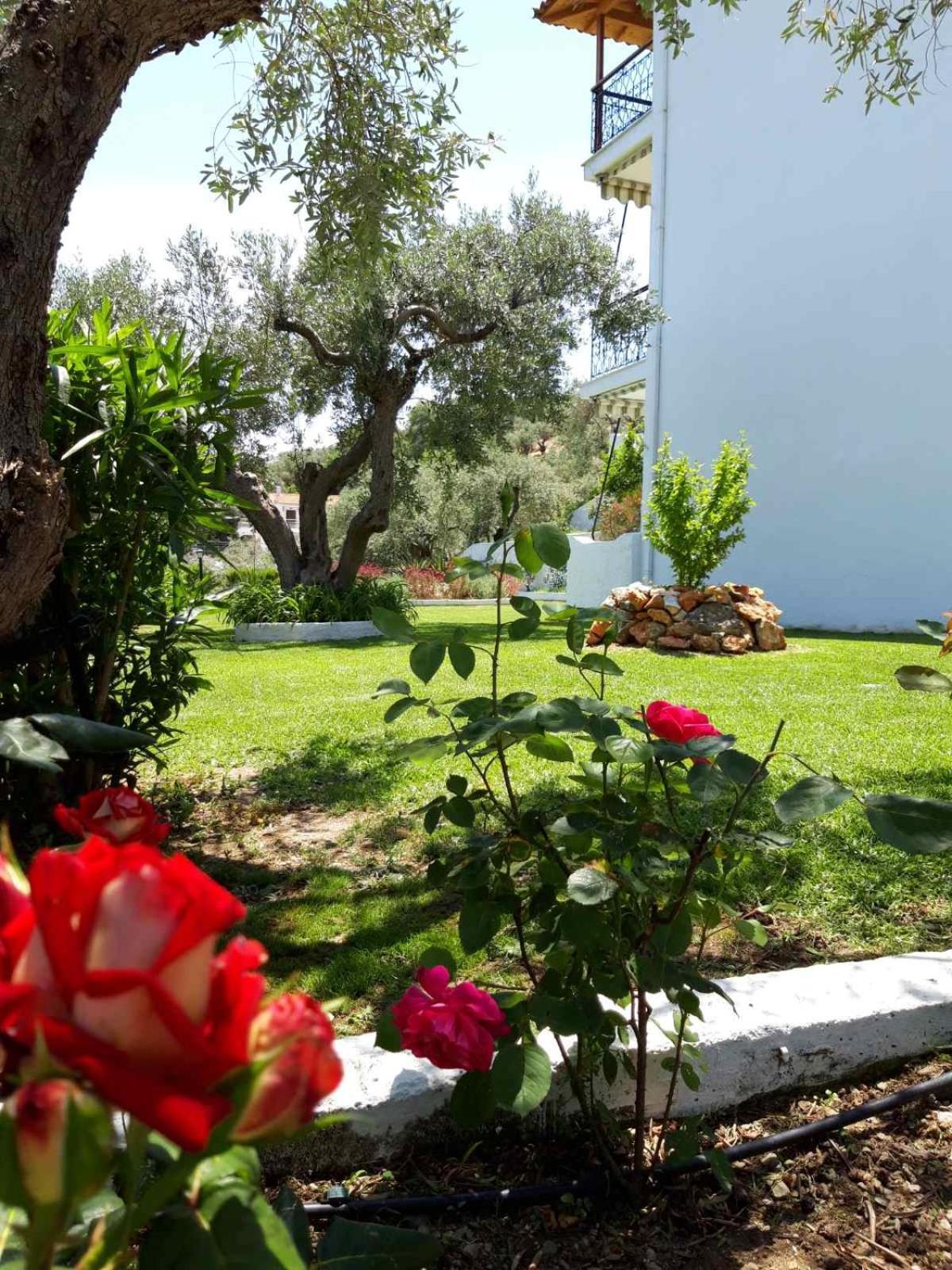 Olive Grove Studios شاطئ ميغالي أموس المظهر الخارجي الصورة